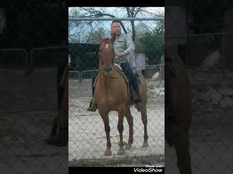 Corrido de la texana (Pedro Miranda)