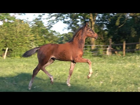 *2020 Stute von Dancier Gold - Rubin Royal SOLD!!!