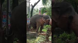 Download lagu 🥰🥰චන්ඩි ඉන්නවද ??#elephant #dalada #esala_perahera #nedungamuwe #love #daladaperahera mp3 Download lagu 🥰🥰චන්ඩි ඉන්නවද ??#elephant #dalada #esala_perahera #nedungamuwe #love #daladaperahera mp3