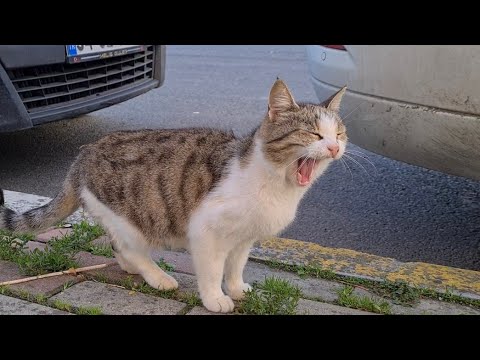 Poor cat with no teeth needs soft food every day.
