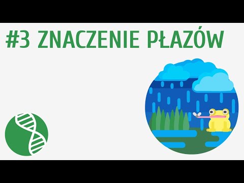 Znaczenie płazów | Pi-stacja