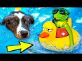 Kermit The Frog Teaches Puppy How To Swim Pool Party