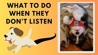 How to Train a Puppy When They are Distracted | Teaching a Puppy Eye Contact When The Won't Listen