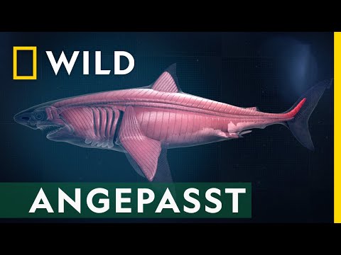 Das ist perfekte Anpassung | Hai Life