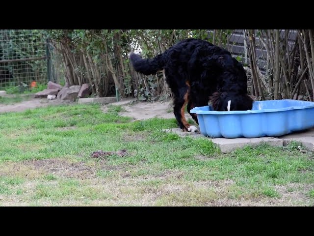 Perro de Montana Barnés cachorro en venta