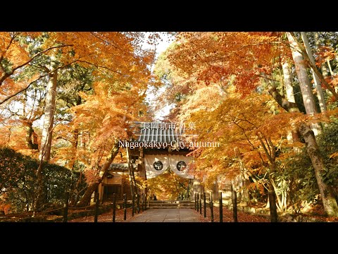 【京都観光】京都西山紅葉巡り2024ハイライト総集編 [Kyoto Sightseeing] Kyoto Nishiyama Autumn Foliage Tour 2024 Highlights