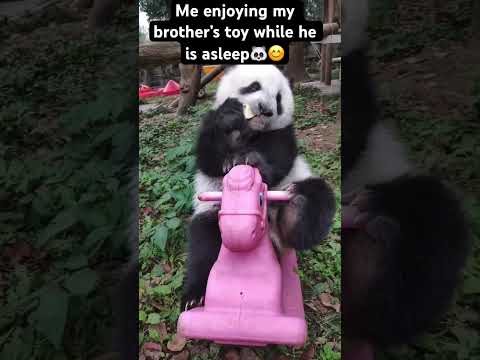 🐼🍎😊 #funny #animal #panda #pandapanda #viral #viralshorts #viralvideo