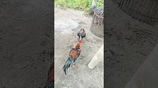 Download lagu Cukup 30 detik, Pakhoy pukul saraf #ayam #ayampakoy #pakhoy #pamangon #yokere #ayamberkualitas mp3 Download lagu Cukup 30 detik, Pakhoy pukul saraf #ayam #ayampakoy #pakhoy #pamangon #yokere #ayamberkualitas mp3