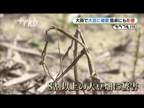 気候変動は極地の食物網の基盤を脅かす