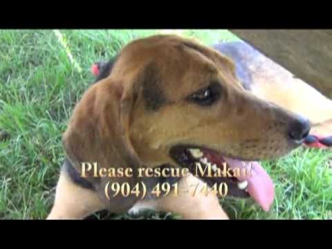 Please rescue Makai!
