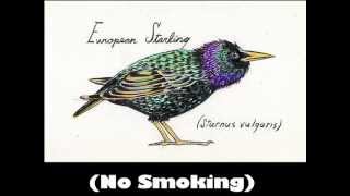 'See a starling shoot it down'