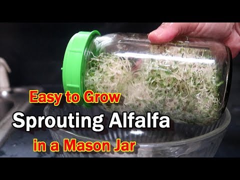 Sprouting Alfalfa in a Mason Jar:  Easy, Quick, Healthy!