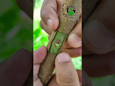 Patch bud grafting techniques #satisfying #video