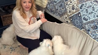 Effortless Elegance – Lush Decor Wrap Around Bedskirt Review!