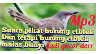 Download lagu suara pikat burung ciblek, jitu 100% hoby pilihan ciwong bewok mp3 Download lagu suara pikat burung ciblek, jitu 100% hoby pilihan ciwong bewok mp3