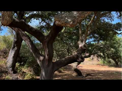 Terreno com 6,9 hectares e duas ruínas em Monsaraz junto ao Alqueva