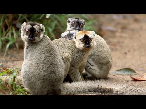 Island of Lemurs: Madagascar - Behind the Scenes Featurette [HD]
