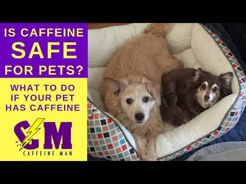 Is Caffeine Safe for Pets? What to do if your pet has caffeine.