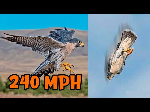3rd YouTube video about how fast can eagles fly