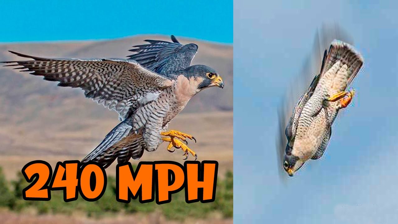 Watch Now The FASTEST BIRDS In The World ?? The FASTEST BIRDS In The World ??