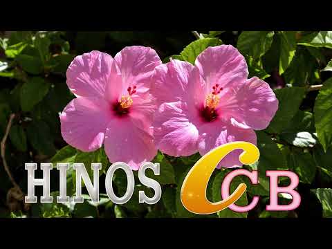 LINDOS HINOS CCB CANTADOS 193, 01, 118, 129, 185, 191, 220, 256, 323, 329, 349