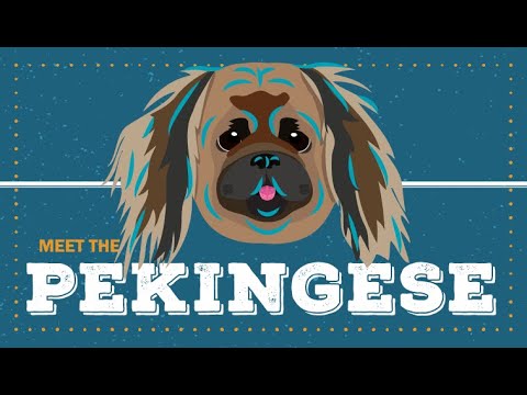 Pekingese | CKC Breed Facts & Profile