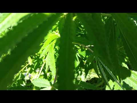 Peisinoe, Aglaope, and Thelxiepeia."