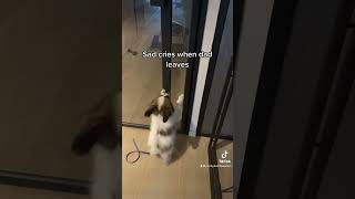 Finding out you are not the favorite parent 🤣 papillon puppy dog decides