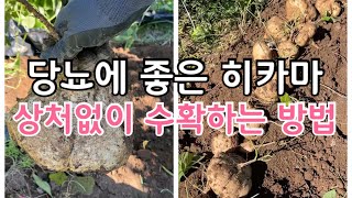 히카마 수확하는 방법과 히카마의 효능