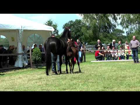 Sudweyher Fohlenschau 2016 - Kat.-Nr. 36