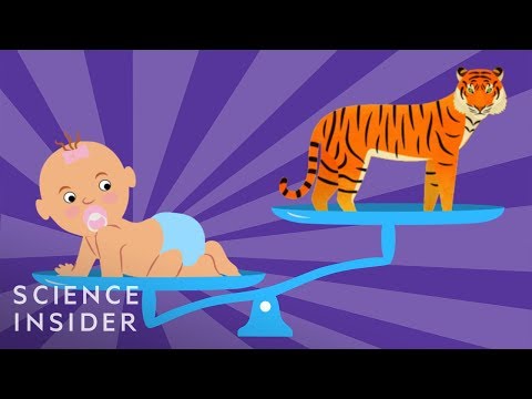 動物王國裡最大的嬰兒 (The Biggest Babies In The Animal Kingdom)