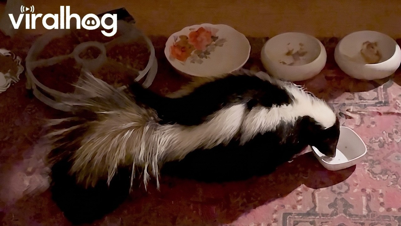 Skunk Takes Advantage Of Cat Food Buffet || ViralHog