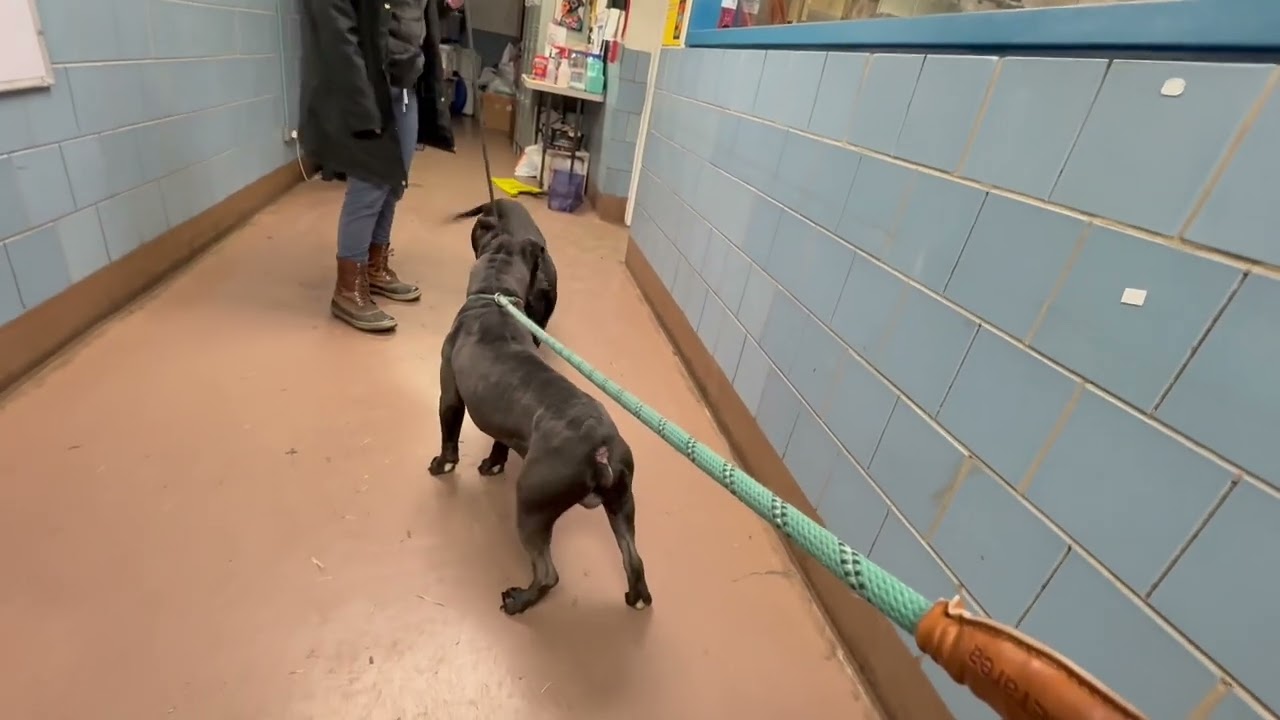 Enlarge Higgins, a ADOPTABLE Pit Bull Terrier in Chicago, IL video 4/4