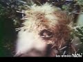 Bonjour Sésame La Chanson De L Oiseau