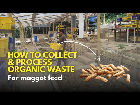How to collect and process organic waste for BSF maggot feed