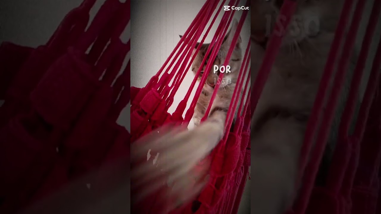 Gato raça SRD-ViraLata idade 2 a 6 meses nome Zayon 