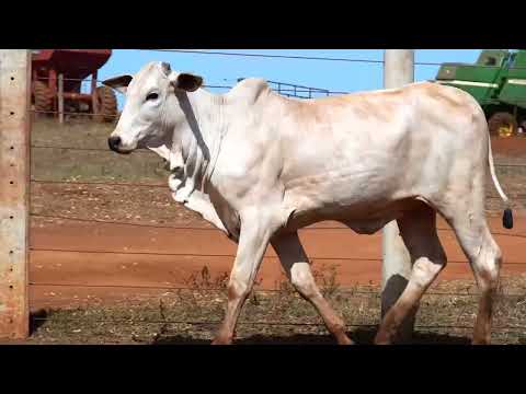 NOVILHA NELORE - VERA B.BELO - BBZ  9897