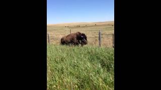 Buffalo on the Blackfeet Reservation