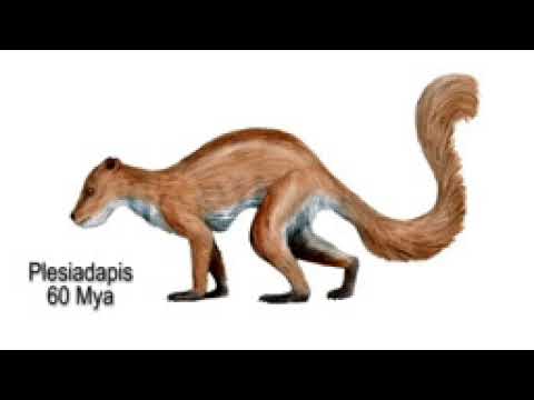 Mankind Rising   Where do Humans Come From   YouTube 2