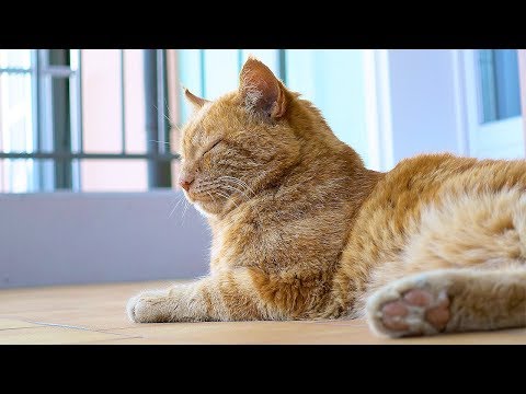 Il carico può essere aumentato dagli Stati Video semplici esercizi potenza