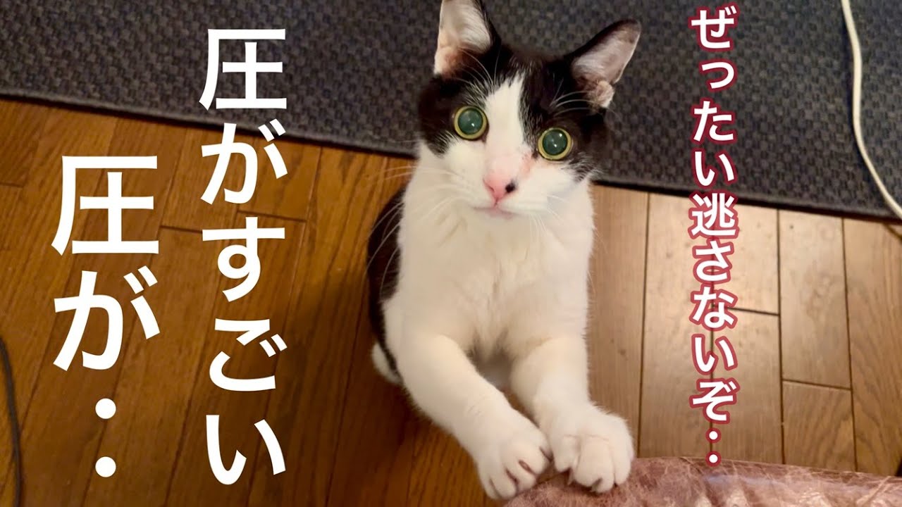 れいちゃんの圧に負ける先生と、完全勝利する猫れいちゃん【元病院猫のれいちゃん】