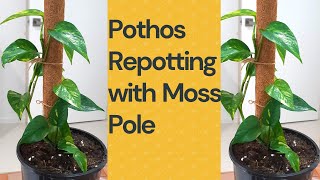 Pothos plant with Moss Stick | Repotting Pothos with moss pole