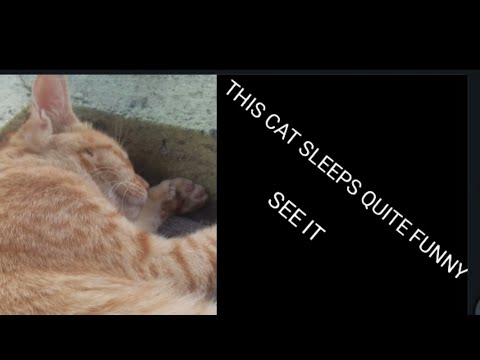 The poses my cat sleeps