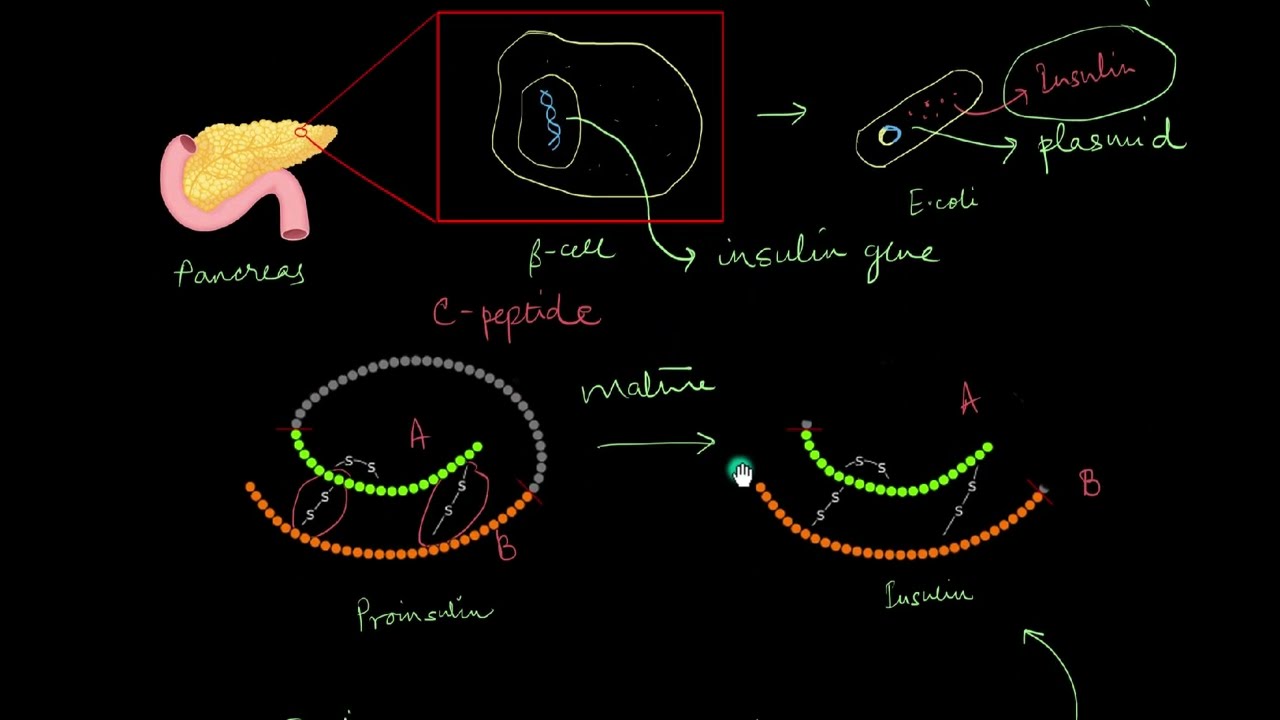 Human insulin | Biotechnology and its Applications | Biology | Khan Academy