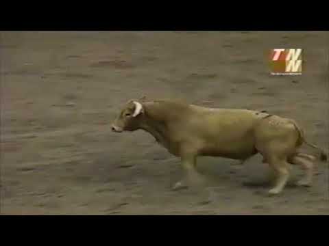 Millenium bucks Justin McBride - 00 PBR Calgary