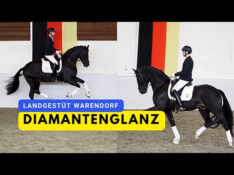 Diamantenglanz - Diamond First x Bon Coeur x For Compliment - Züchtersonntag 2024