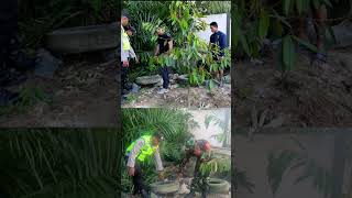 Download lagu membunuh ibunya seorang Pjs Kades di Belitang OKUT mp3 Download lagu membunuh ibunya seorang Pjs Kades di Belitang OKUT mp3