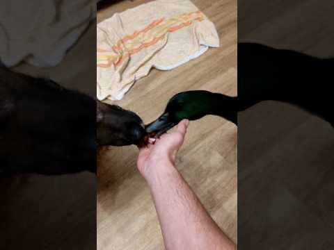 Kaczka i owczarek jedzą razem z ręki 🦆🤣🐕‍🦺 #śmiesznezwierzęta #śmiesznezwierzaki #kaczka #kaczor