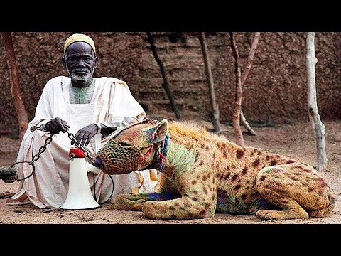 Die Gefährlichsten Haustiere