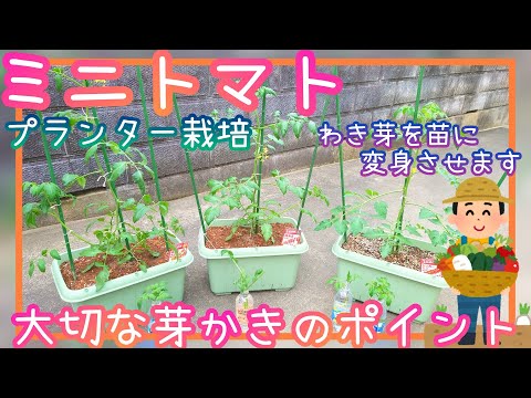 トマトの剪定方法は？収穫量を増やすための完全ガイド!  庭園